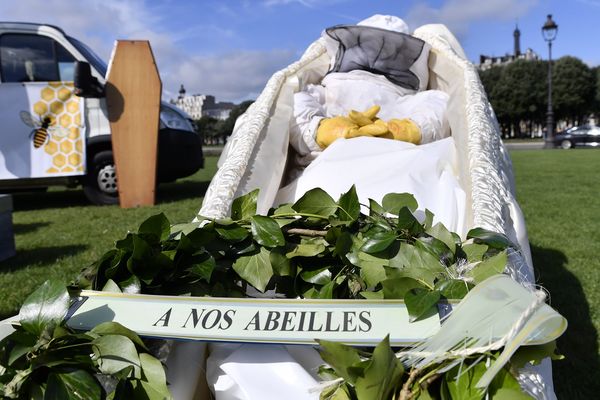 Des apiculteurs se sont mobilisés contre la disparition des abeilles et alerter l'opinion publique et les politiques sur la situation dramatique des abeilles. Ils s'étaient donnés rendez-vous Place des Invalides a Paris le 7 juin 2018.