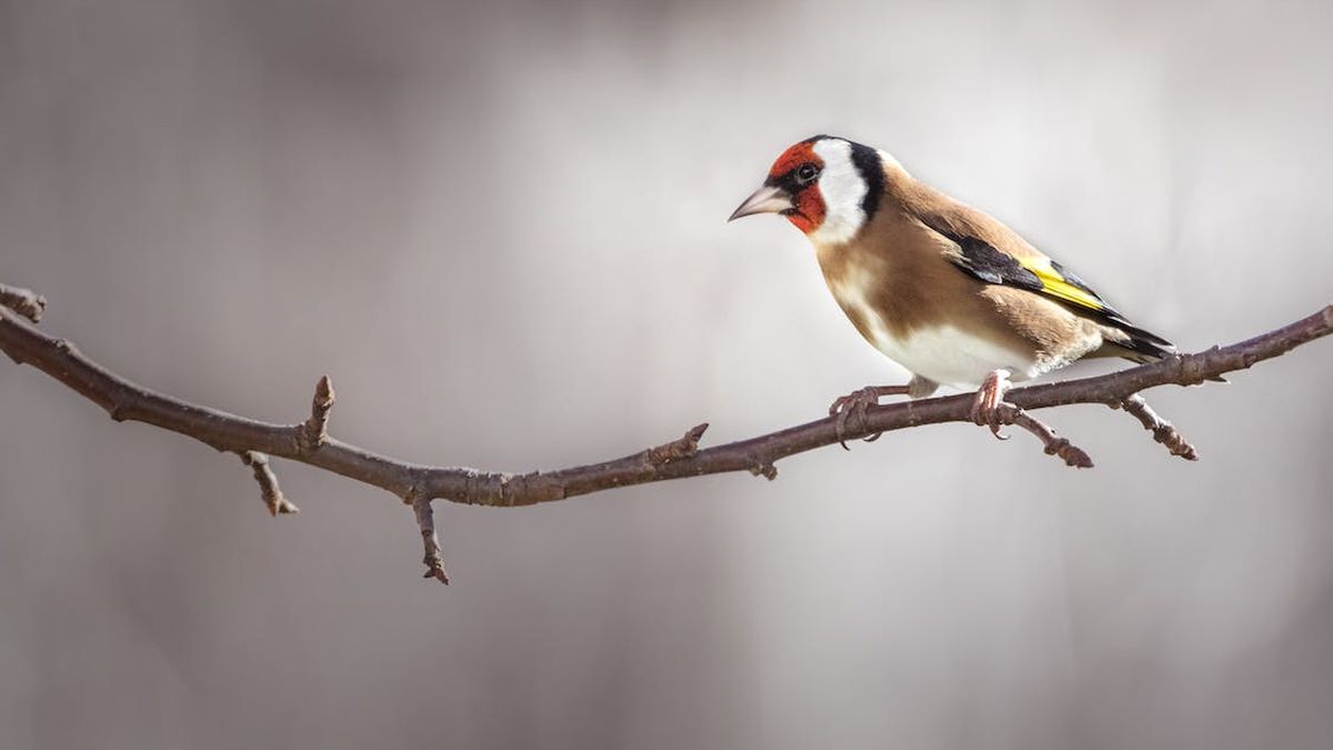 Trafic de chardonnerets en Haute-Vienne : il détenait 60 oiseaux