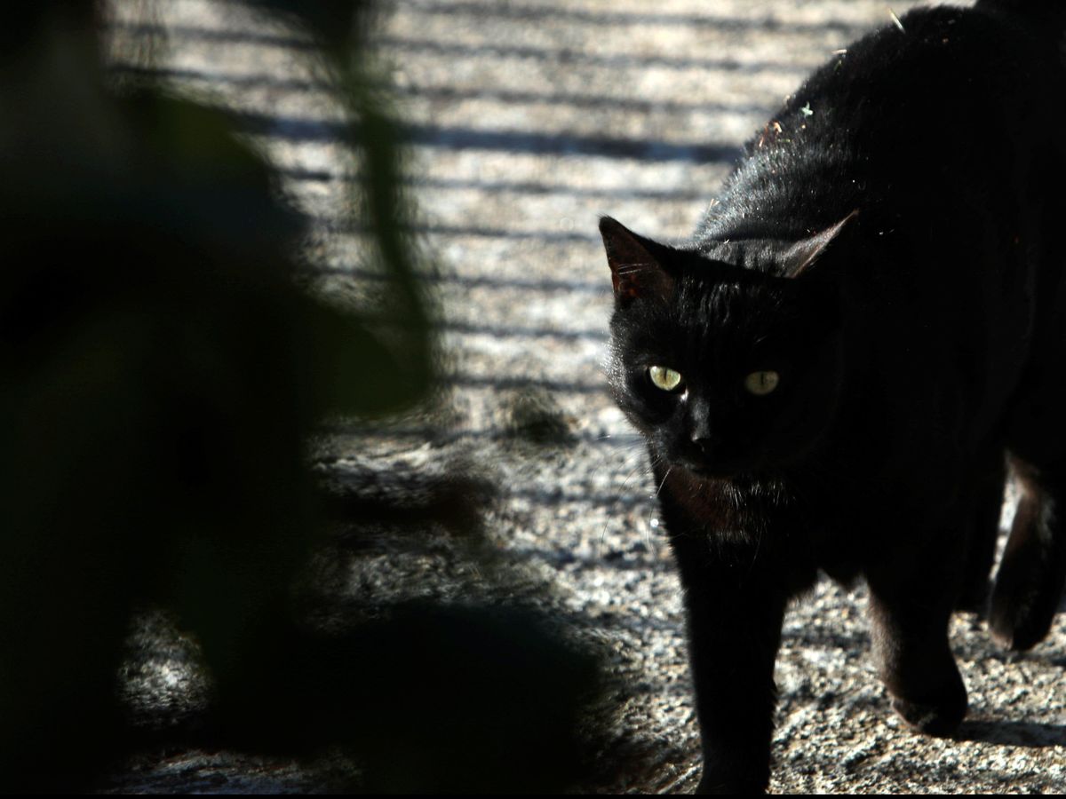 Un Chat Prend Le Train Seul A Paris Direction La Normandie