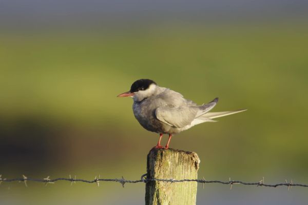 La Guifette Moustac est une espèce protégée que l'on trouve en Brière