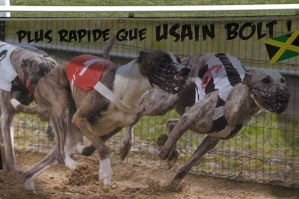 Pour le 15 août, on a lâché les chiens sur l'hippodrome d'Aix-les-Bains.