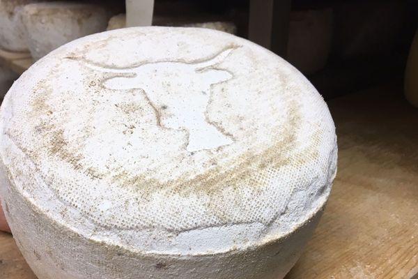 Chaque année, la famille Cambon, dans le Cantal, produit huit tonnes d'Acajou, un fromage qu'elle a créé.