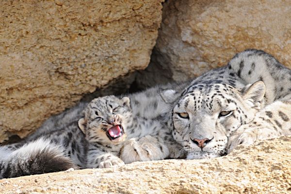 Darkhan est né le 1er juin 2019 au Bioparc de Doué-la-Fontaine