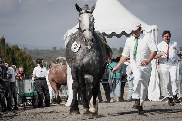 Un cheval de la race des Percherons en présentation lors du 23ème Sommet de l'élevage à Clermont-Ferrand.