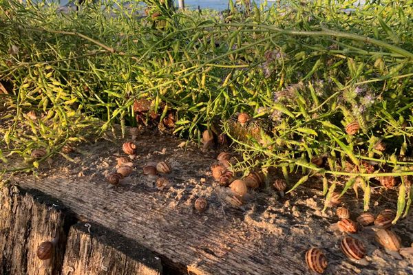 Les escargots souffrent aussi des fortes chaleurs : pour certains éleveurs, il y aura plus de 30 % de pertes.