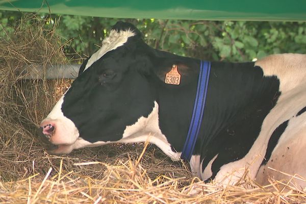 Afin de limiter les risques de propagation de la fièvre catarrhale, les organisateurs de la Fête de l'agriculture ont décidé de pas mener de concours d'animaux, les éleveurs ont limité leurs troupeaux.