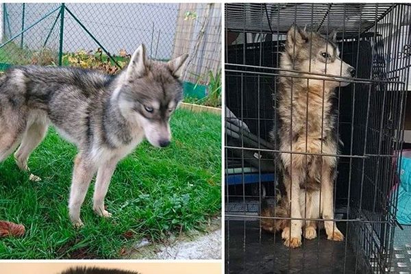 Maltraitance animale : un élevage canin de la Manche crée lu0027émoi 