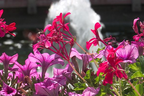 Certaines communes pourraient revoir à la baisse la commande de fleurs pour leurs massifs ornementaux.