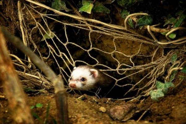 Il Court Il Court Le Furet En Charente Maritime Pour Chasser Les Lapins