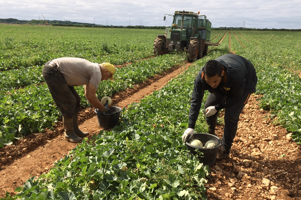 Première récolte de melons à Taizé près de Thouars (79)