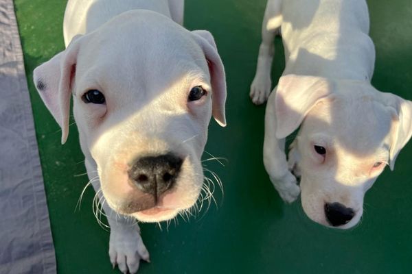 Les conditions d'élevage de ces chiots étaient "piteuses" selon la plaignante auprès de la gendarmerie.