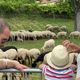 Avant les transhumances durant lesquelles les troupeaux  quittent le littoral pour la fraicheur de la montagne, le village de Cabris organisait sa 13eme fête des Bergers.