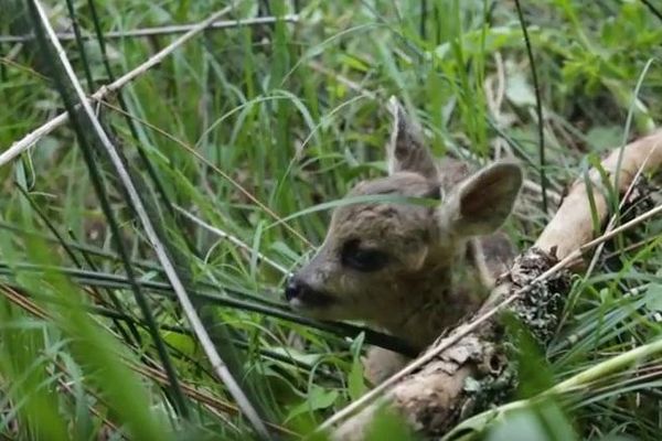 Le Petit Faon A T Il Retrouve Sa Maman