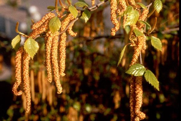 Les fleurs de bouleau, productrice de pollen