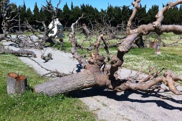 Les mûriers abattus sur l'ancien camping municipal de St Cyprien