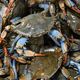 Le crabe bleu est originaire des Etats-Unis