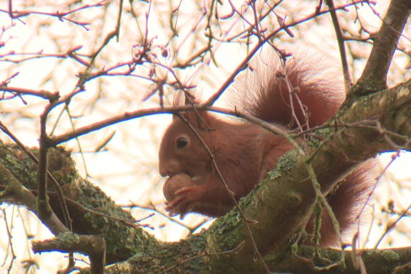 Les écureuils font leur nid en haut de grands arbres, leur habitat est à préserver.