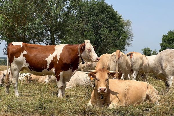 Les fortes chaleurs peuvent provoquer un stress thermique chez les animaux comme chez les humains.