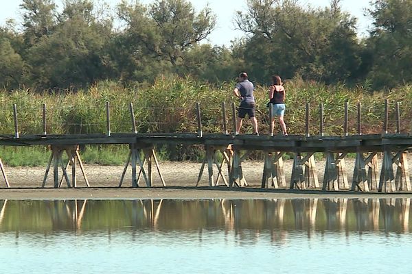 Gard - Balade en Camargue au mileu de la réserve de la Scamandre entre les eaux du delta du Rhône et de la Méditerranée - 2023.