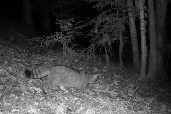 Le chat forestier a été filmé grâce à un piège photo, qui s'est déclenché à son passage.