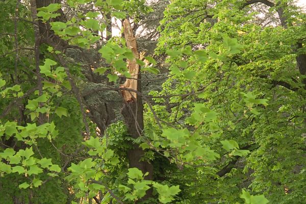 Pour quelles raisons cet arbre s'est-il cassé ? Une enquête est en cours.