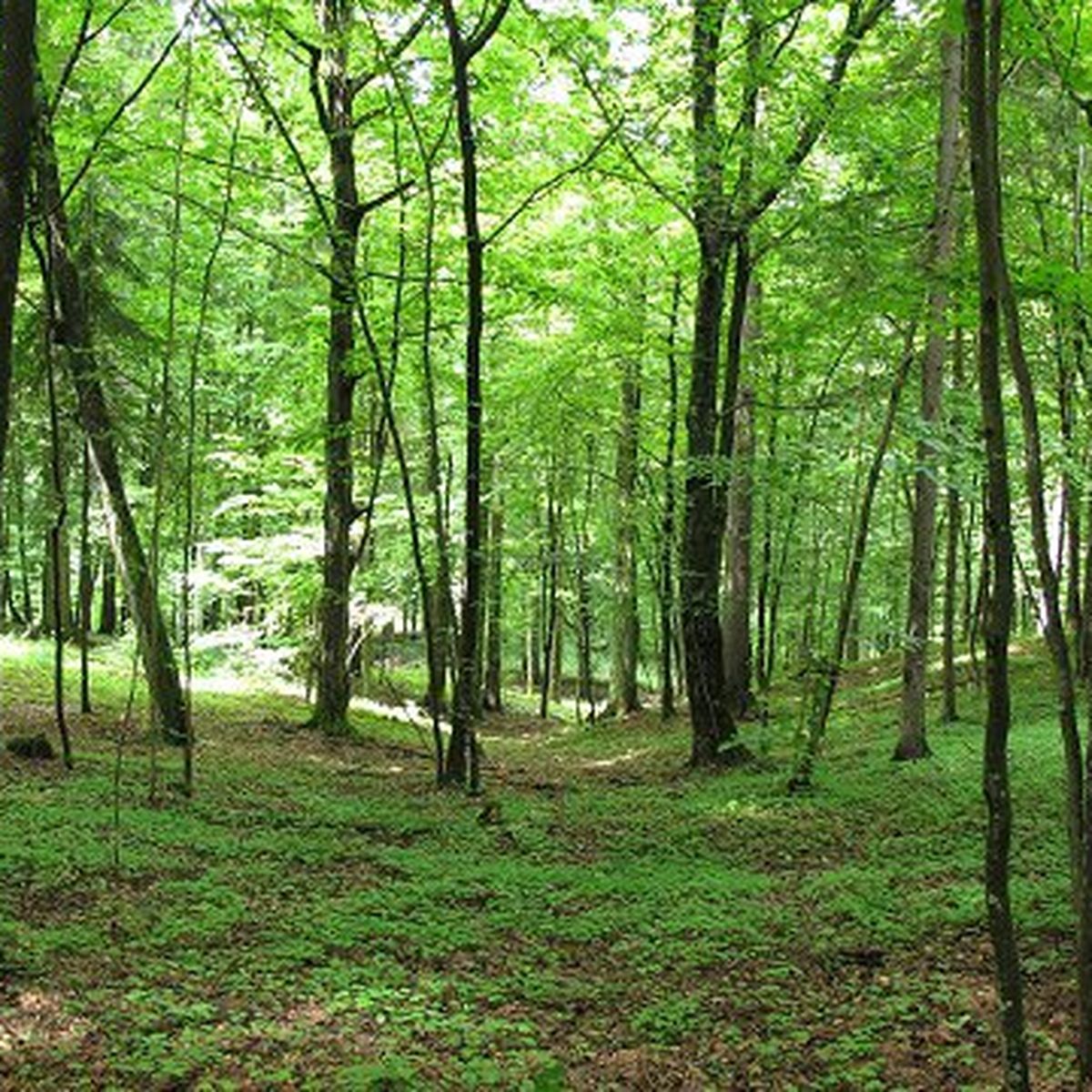 forêt