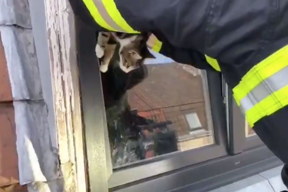 Video Roubaix Les Pompiers Sauvent Un Chat Et Alertent Sur Les Dangers Des Fenetres Oscillo Battantes