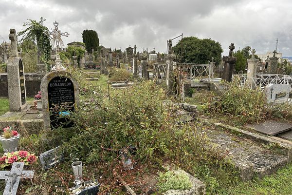 Au cimetière de Louyat à Limoges (Haute-Vienne), certaines tombes sont envahies par de hautes herbes. Le lundi 23 octobre 2023.