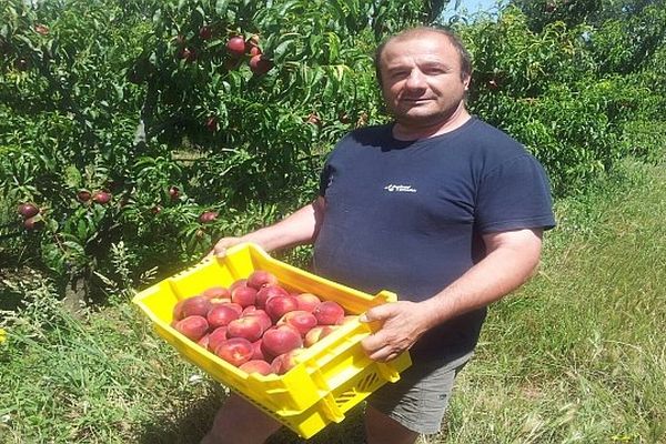 Laroque-des-Albères (Pyrénées-Orientales) - les producteurs de nectarines récoltent les premiers fruits - 21 juin 2013.