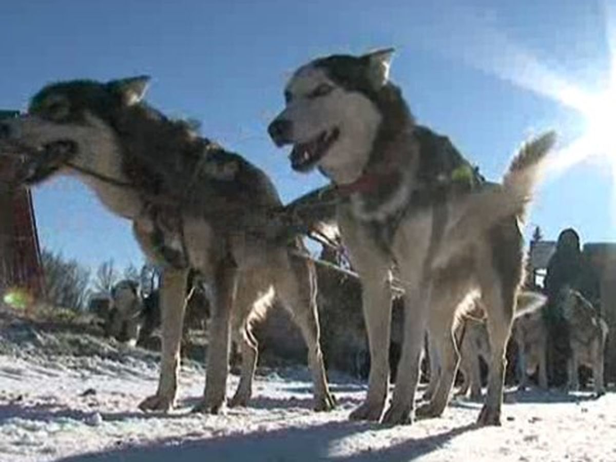 Une Initiation Aux Chiens De Traineaux A Saint Setiers En Correze