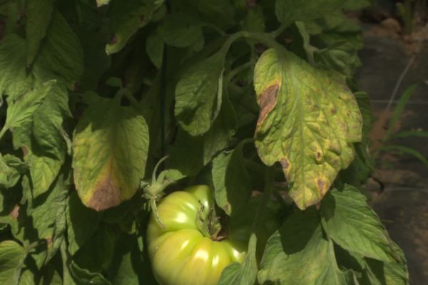 Le mildiou attaque particulièrement les tomates, le 29 juillet 2024, en Haute-Vienne.