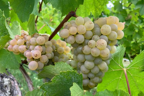 Le pinot auxerrois est prêt à être vendangé lundi à Hunawihr