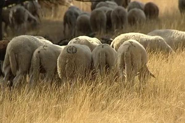 Troupeau de brebis dans les Cévennes