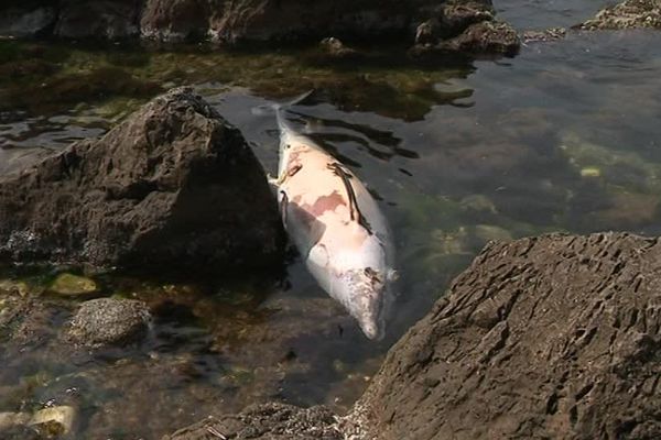 Le dauphin a été découvert au port de la Salis