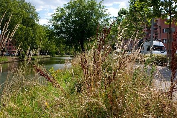 Une prairie urbaine en bordure du Canal du Midi à Toulouse