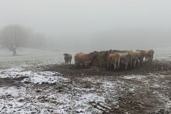 La neige est tombée en Lozère ce jeudi 21 novembre 2024