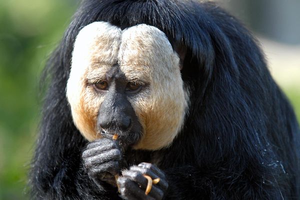 La Vallée des Singes est partie prenante de cette campagne de communication