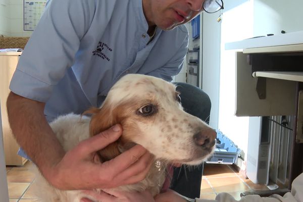 Cette chienne de treize ans est prise en charge par la SPA de Bayonne ce lundi 4 novembre 2024.