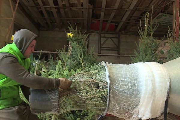 Les employés de la pépinière emballent les sapins pour leur transport.