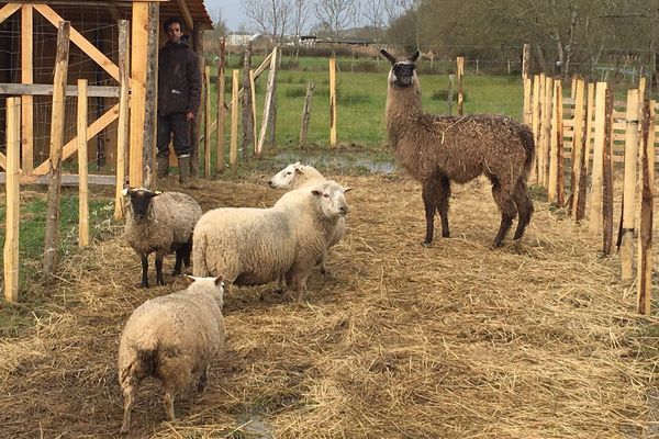 Un lama pour protéger le troupeau de moutons des prédateurs 