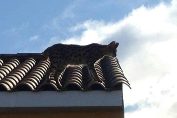 Un chat savannah a été confondu avec un léopard à Juvignac - Mars 2018