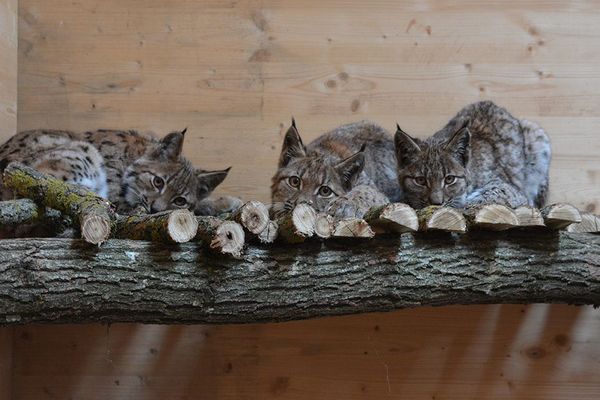 Trois lynx orphelins en novembre 2019.