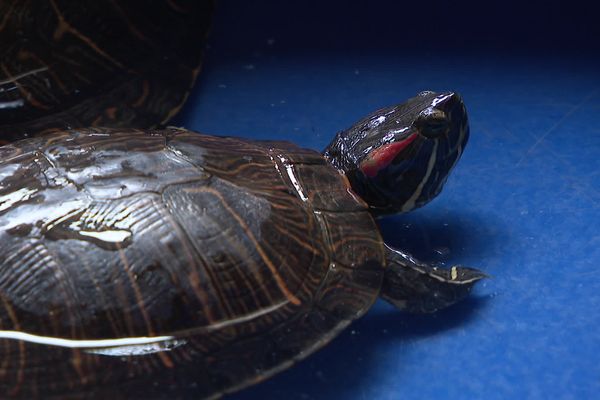 La tortue de Floride est considérée comme une espèce invasive. 