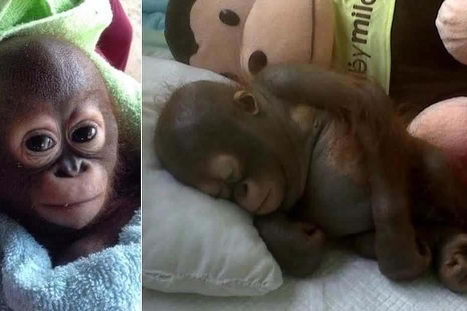 Budi Le Bebe Orang Outan Sauve Apres 10 Mois Passes En Cage Emeut L Angleterre