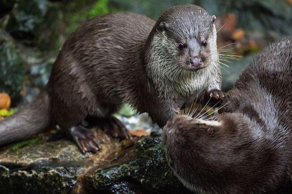 Des loutres s'épanouissant dans un parc en Allemagne (image d'illustration).