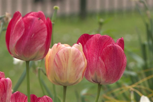 Les fleurs annuelles et bi-annuelles ne sont plus plantées à Compiègne.