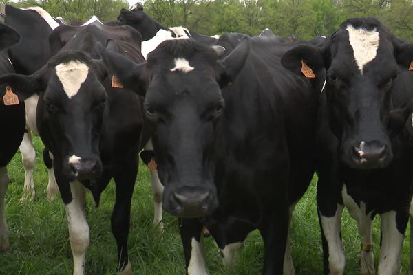 En dix ans, la Creuse a perdu plus de la moitié de ses producteurs laitiers selon les Jeunes Agriculteurs.