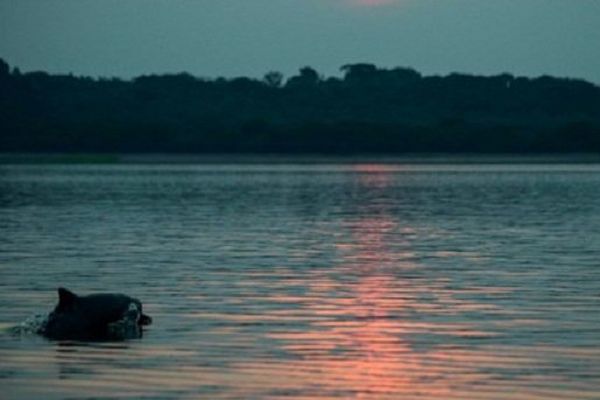 Malgré tous les efforts pour le secourir, le dauphin est mort au large de la plage de Beauduc (photo d'illustration)