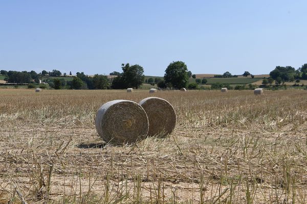 Un champ asséché par la chaleur - Photo d'illustration