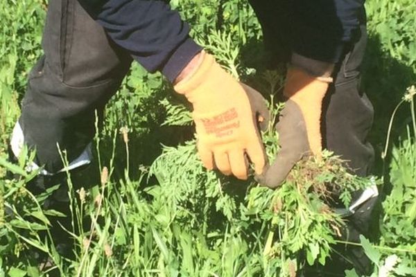 À Saint-Priest, on arrive à éradiquer 80 % de l’ambroisie. Grâce à service dédié à la mairie qui gère les signalements et invite tous les acteurs de la ville à lutter contre cette plante invasive.